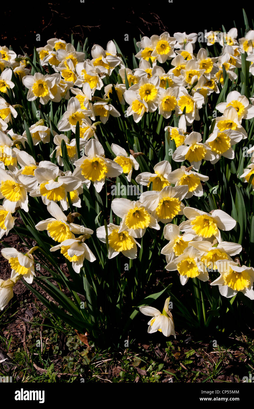 Vibrant cluster white flowers hi-res stock photography and images - Alamy