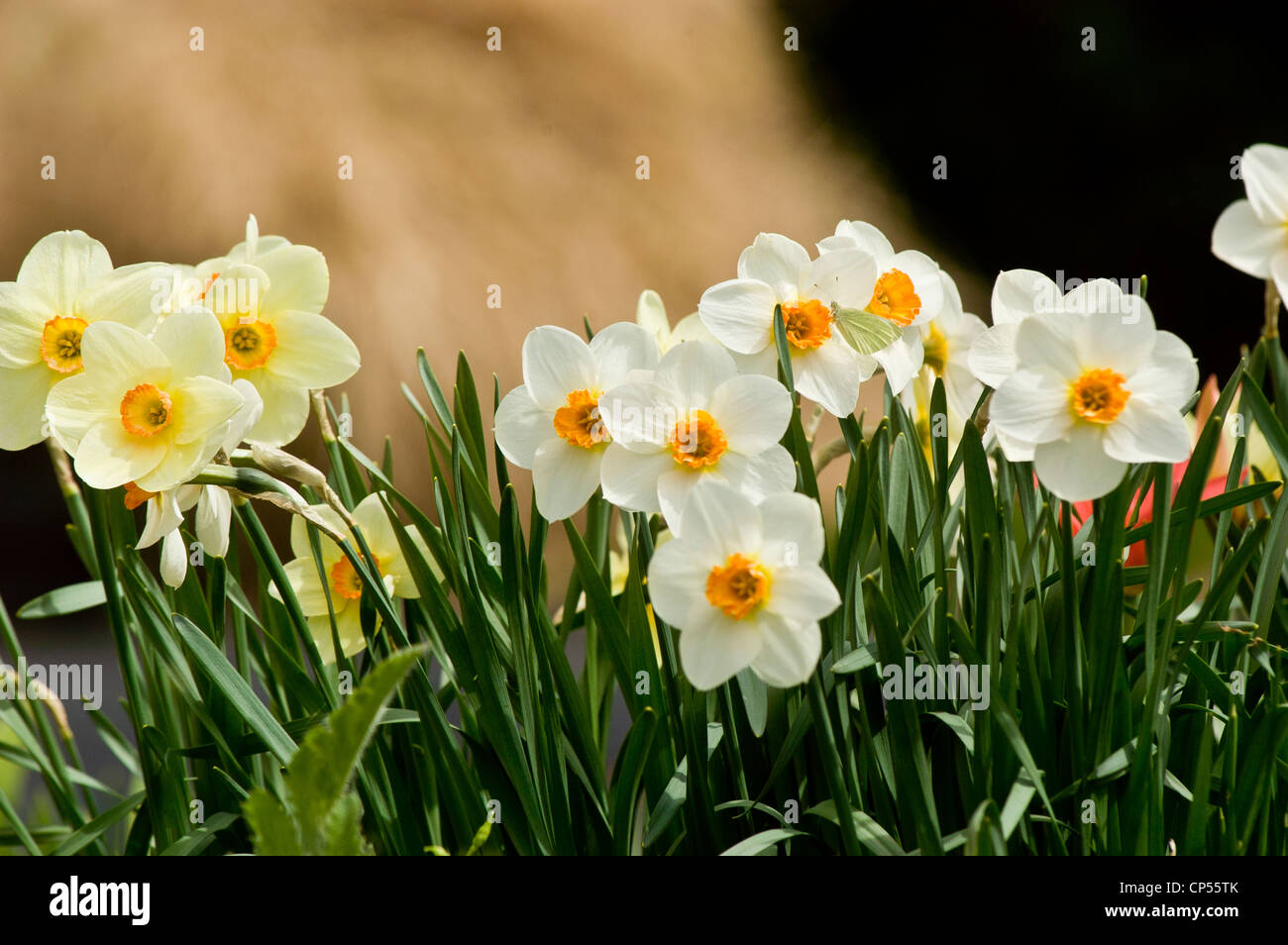 Group of yellow white Tazetta Daffodils Stock Photo Alamy