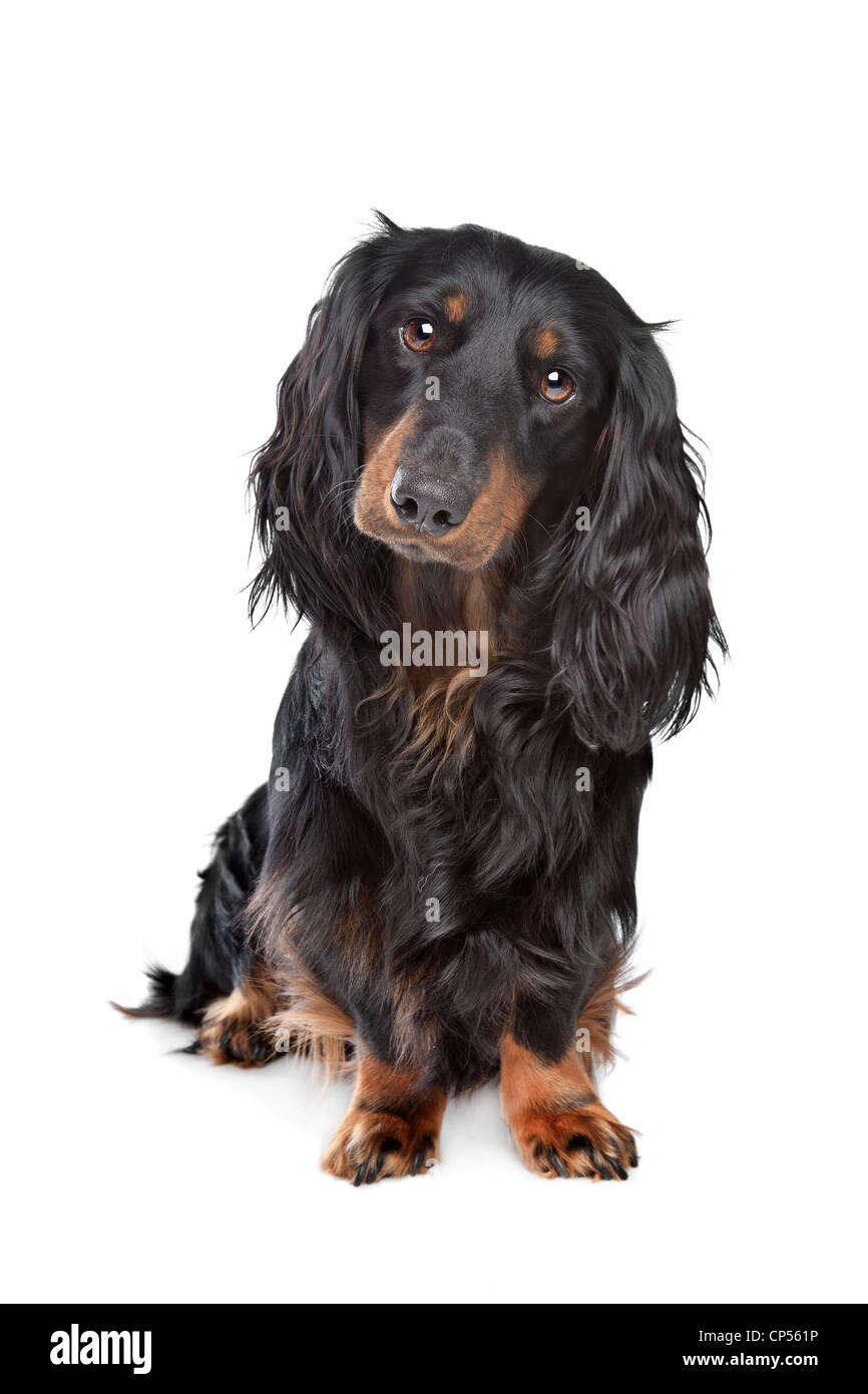 standard long haired dachshund in front of a white background Stock Photo Alamy