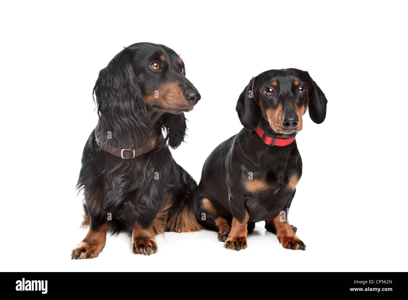 long-haired and smooth dachshund in front of a white background Stock Photo