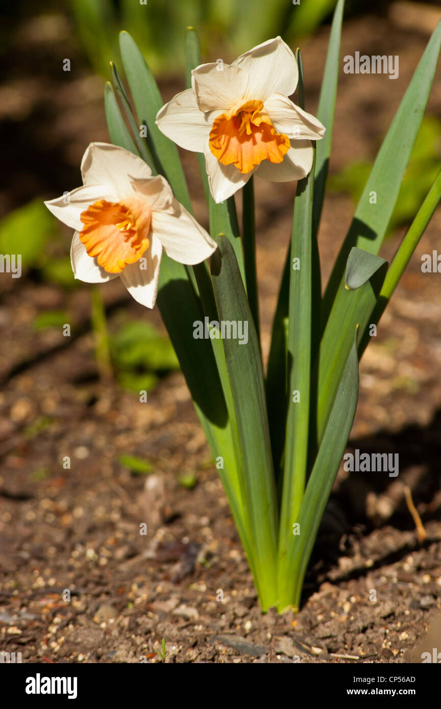 Two orange white Daffodils Stock Photo - Alamy