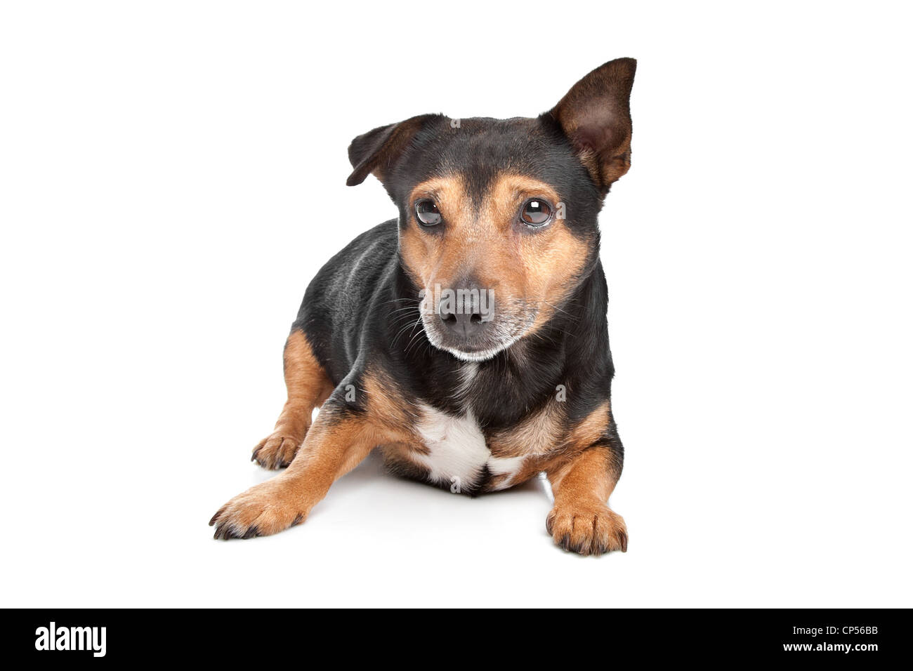 Black and Tan Jack Russel Terrier in front of white background Stock