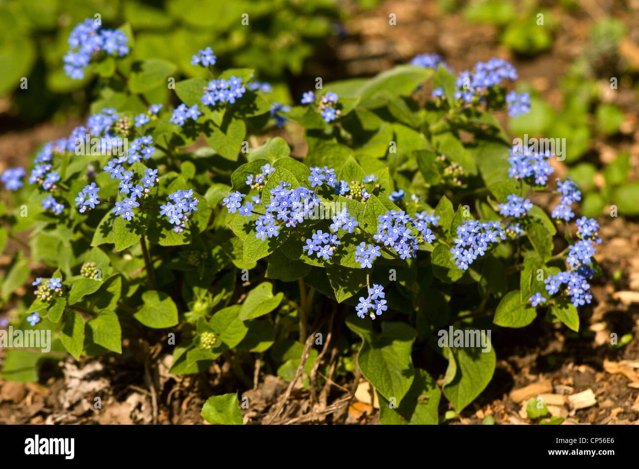 Pale blue flowers of Forget-me-not, Myosotis, Boraginaceae Stock Photo