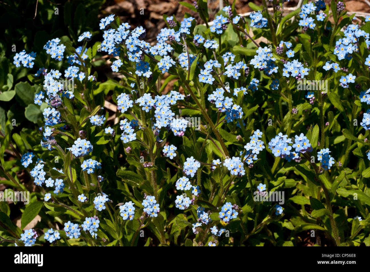 Pale blue flowers of Forget-me-not, Myosotis, Boraginaceae Stock Photo