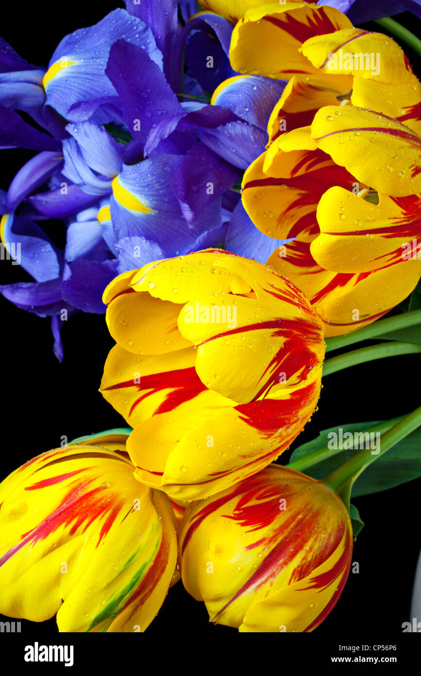 Tulips and iris Stock Photo Alamy