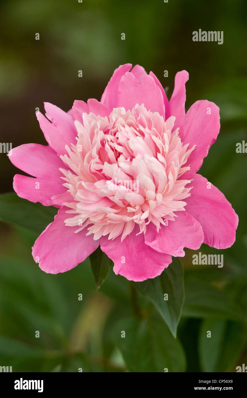 One pink double Peony flower close up with green background Stock Photo ...