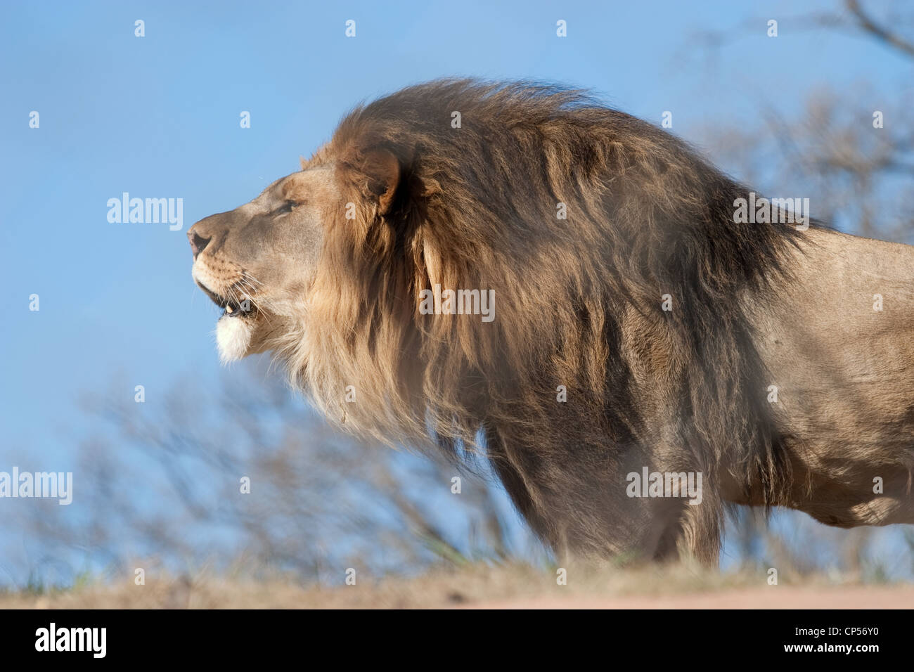 Big Cat Cat Lion Male Lion Mane Stock Photo - Alamy