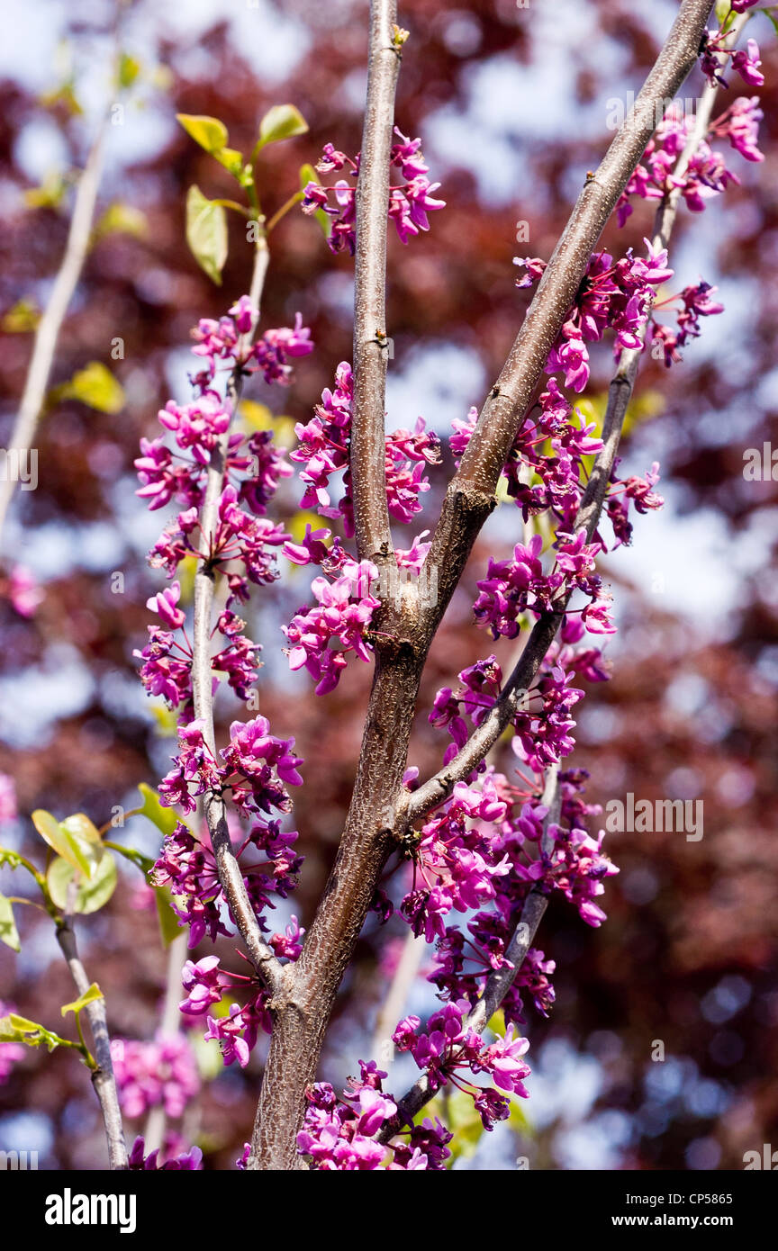 Pink violet flowers, buds of Eastern Red Bud, Eastern United States