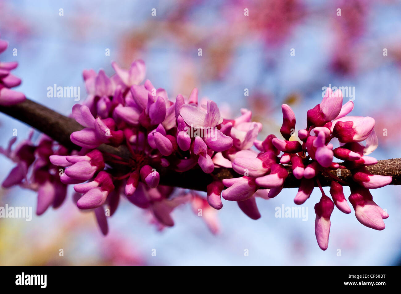 Pink violet flowers, buds of Eastern Red Bud, Eastern United States