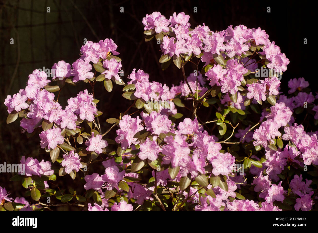 Pink violet flowers of Azalea, Rhododendron, flower, bloom, blossom, petals, cultivar, horticulture, gardening, plant, garden Stock Photo