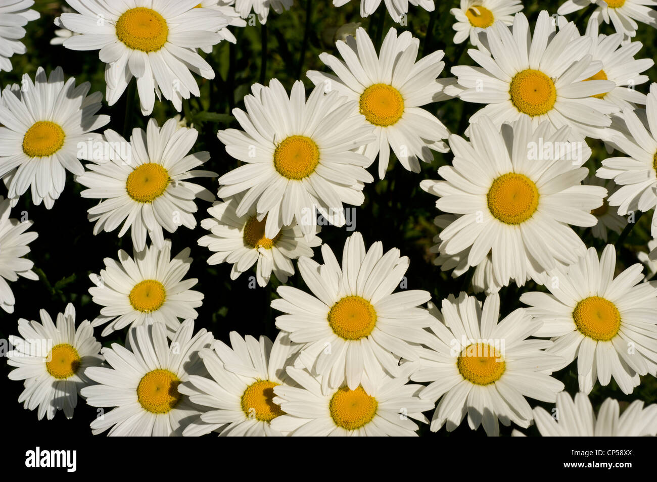 Many white yellow Shasta daisy flowers, Leucanthemum x superbum Stock Photo