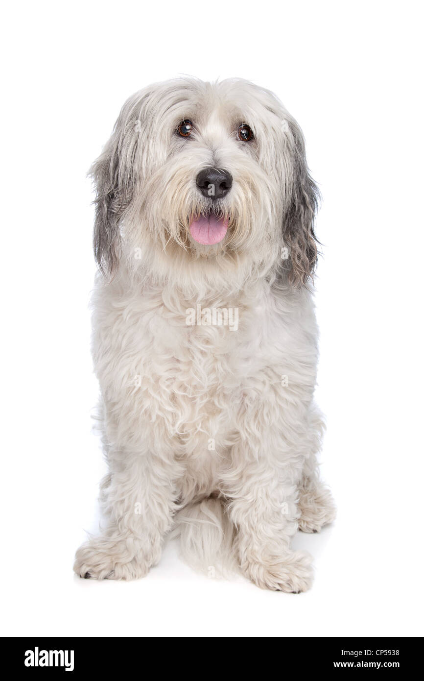 mixed breed dog in front of a white background Stock Photo - Alamy
