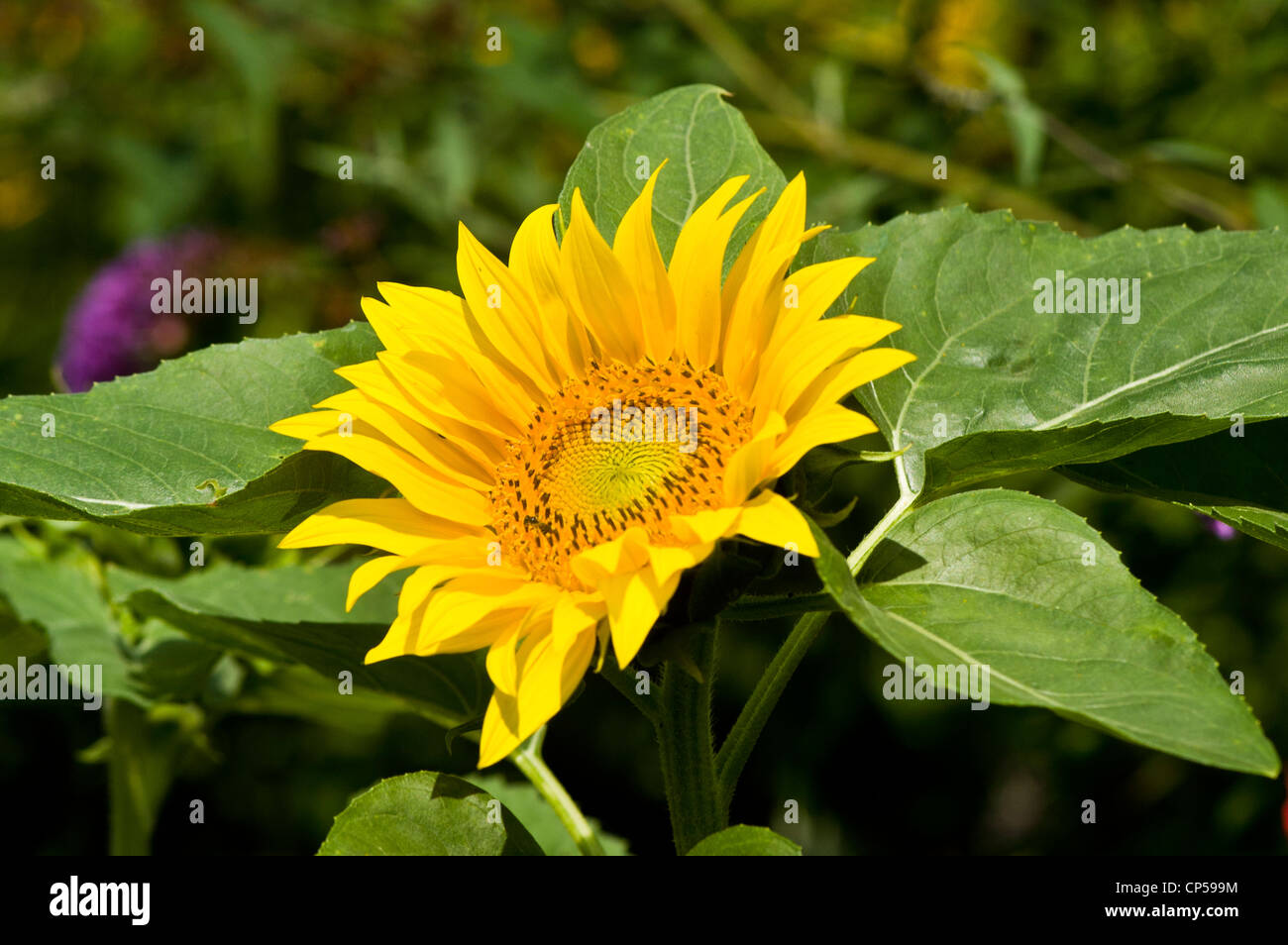 Yellow sunflower with green foliage Stock Photo