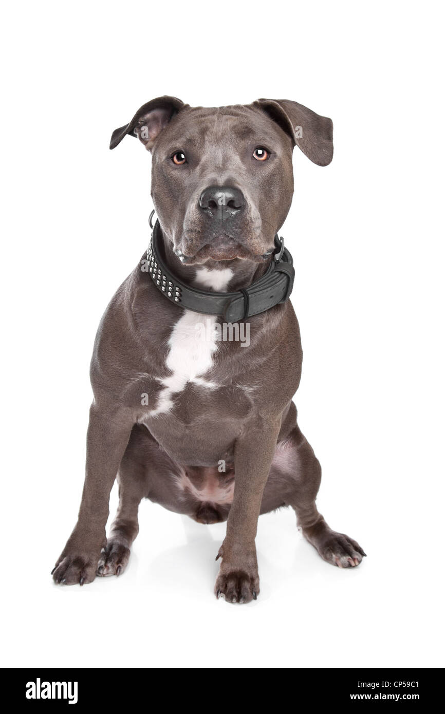 American staffordshire terrier in front of a white background Stock Photo