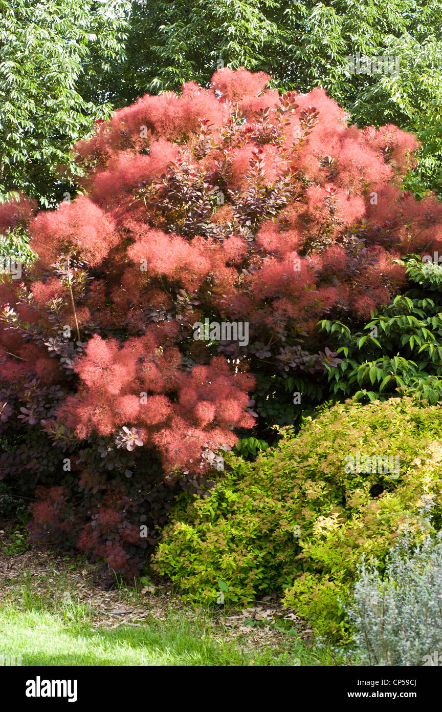 Eurasian smoketree, var Royal Purple, Cotinus coggygria, growing in the park, Ithaca, New York, United States Stock Photo
