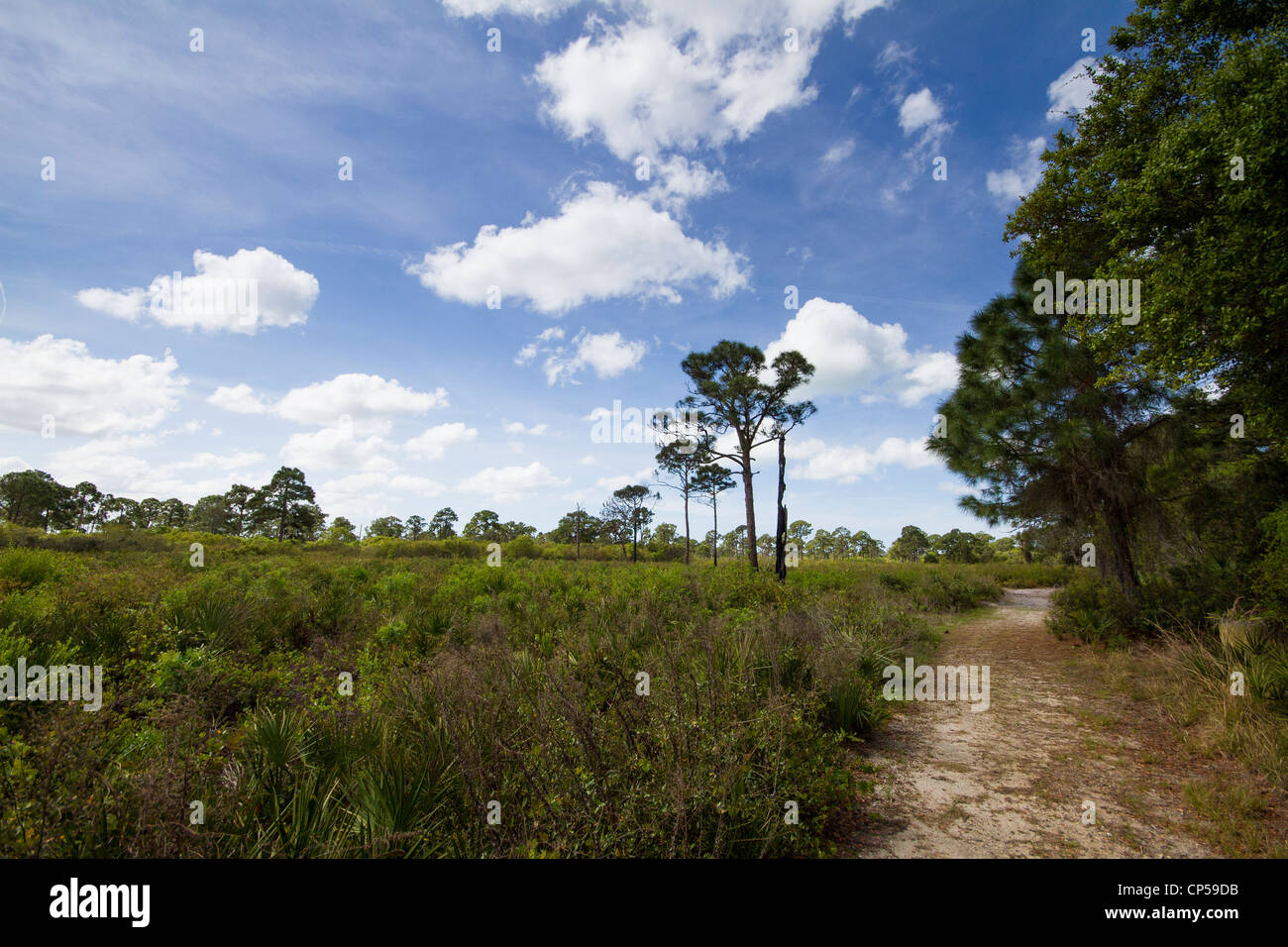 Landscape at Oscar Scherer State Park - Florida Stock Photo - Alamy
