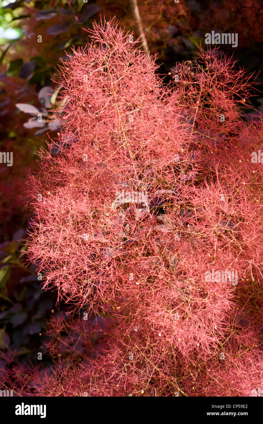 Eurasian smoketree, var Royal Purple, Cotinus coggygria, growing in the park, Ithaca, New York, United States Stock Photo