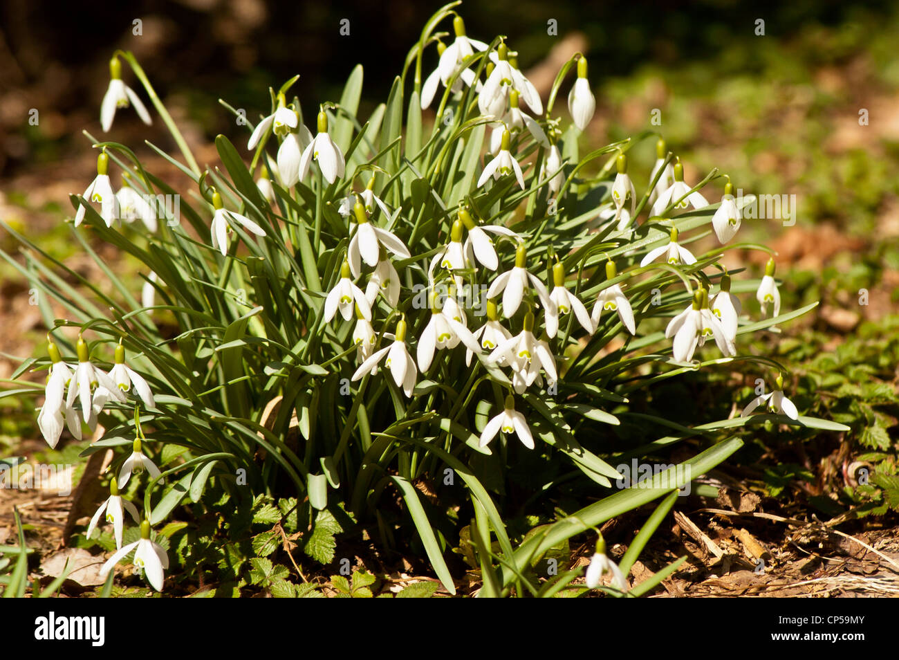 Group of Common snowdrops, Galanthus nivalis growing on the lawn in early Spring Stock Photo