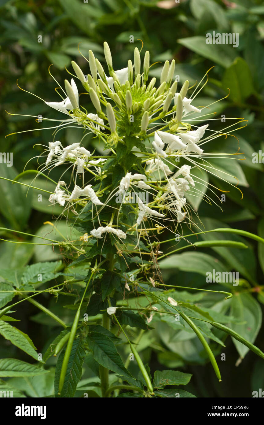 Spider Bloom White spider flower of Cleome hassleriana in bloom. Spider plant with ...
