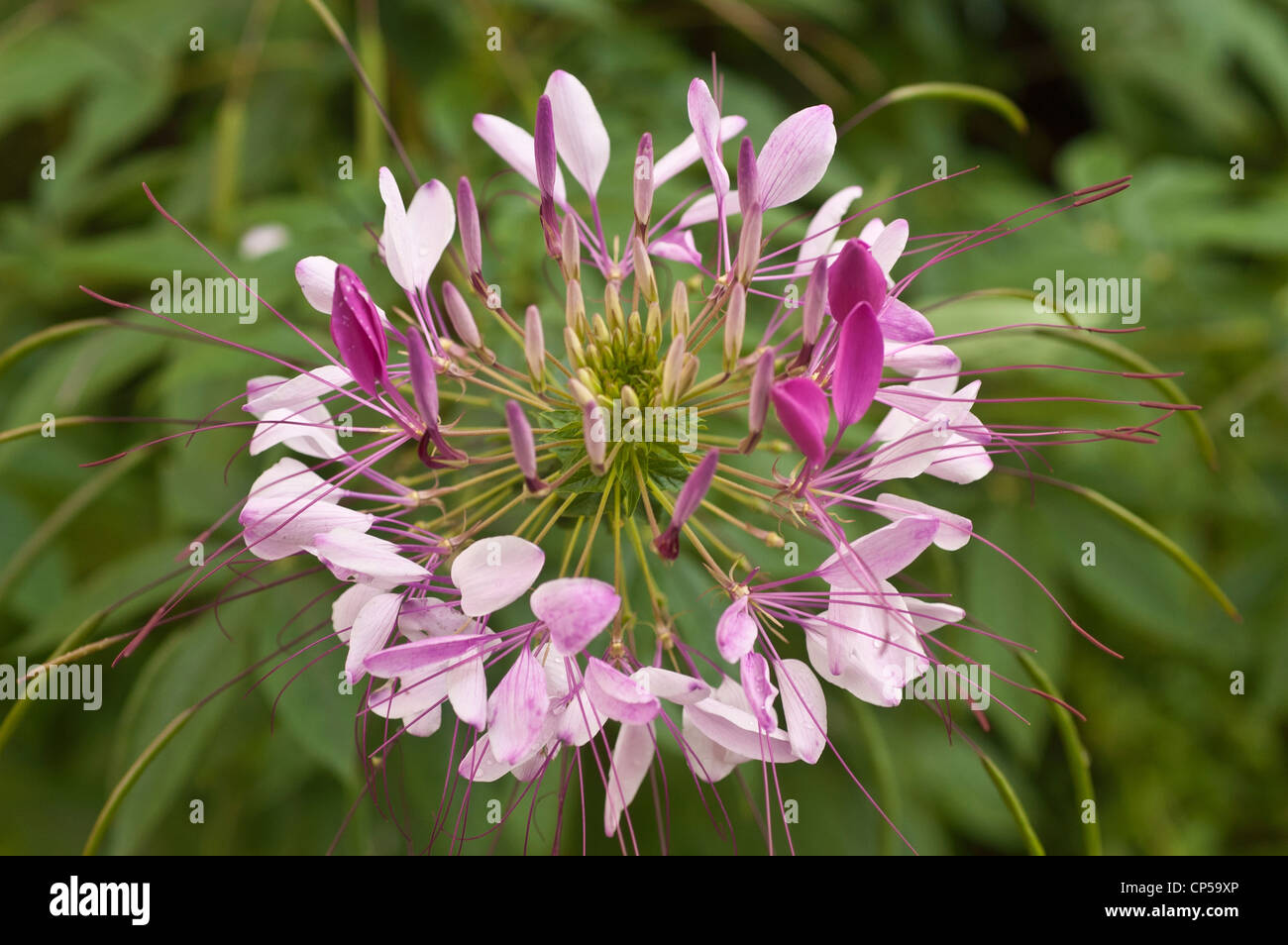Spider Bloom White pink flower of Cleome hassleriana, spider flower, spider plant ...