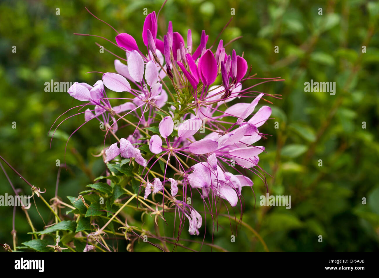 Floral Details about   Original PHOTOGRAPH of a beautiful PINK CLEOME in Bloom 