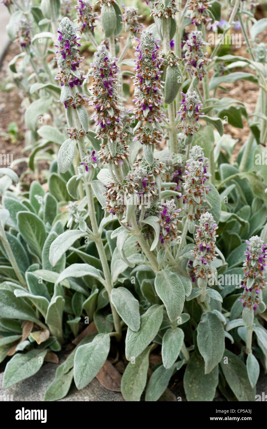 Flowers of Salvia argentea. Silver sage Stock Photo