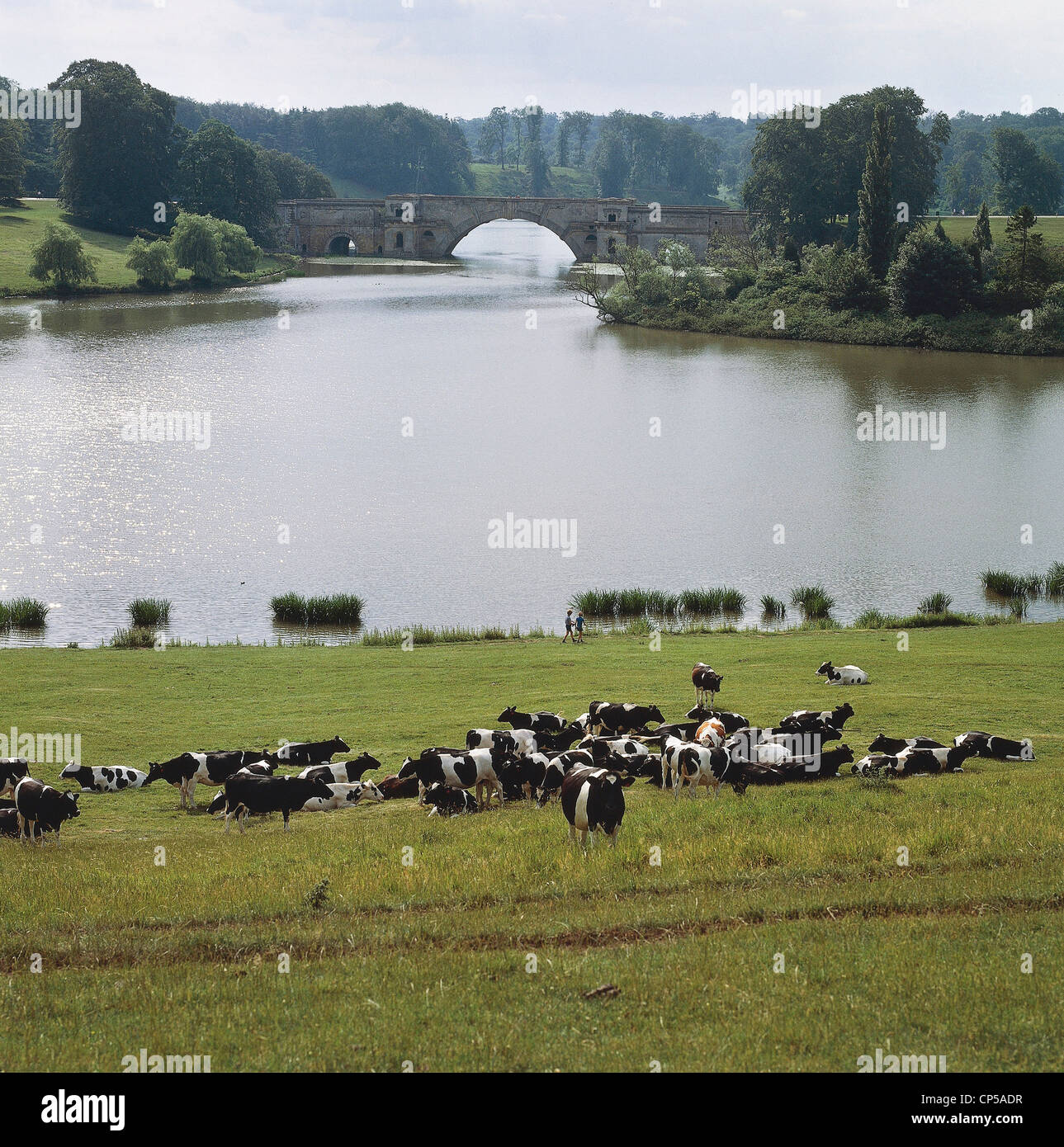 United Kingdom - England - Woodstock. Surroundings of Blenheim Palace. Cattle grazing in the background the Grand Bridge. Stock Photo