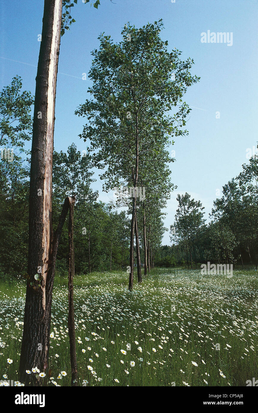 Piemonte - Valle del Ticino Natural Park. Campaign in poplars at Montelama (No) Stock Photo