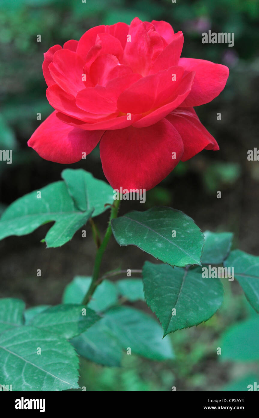 China rose leaf hires stock photography and images Alamy