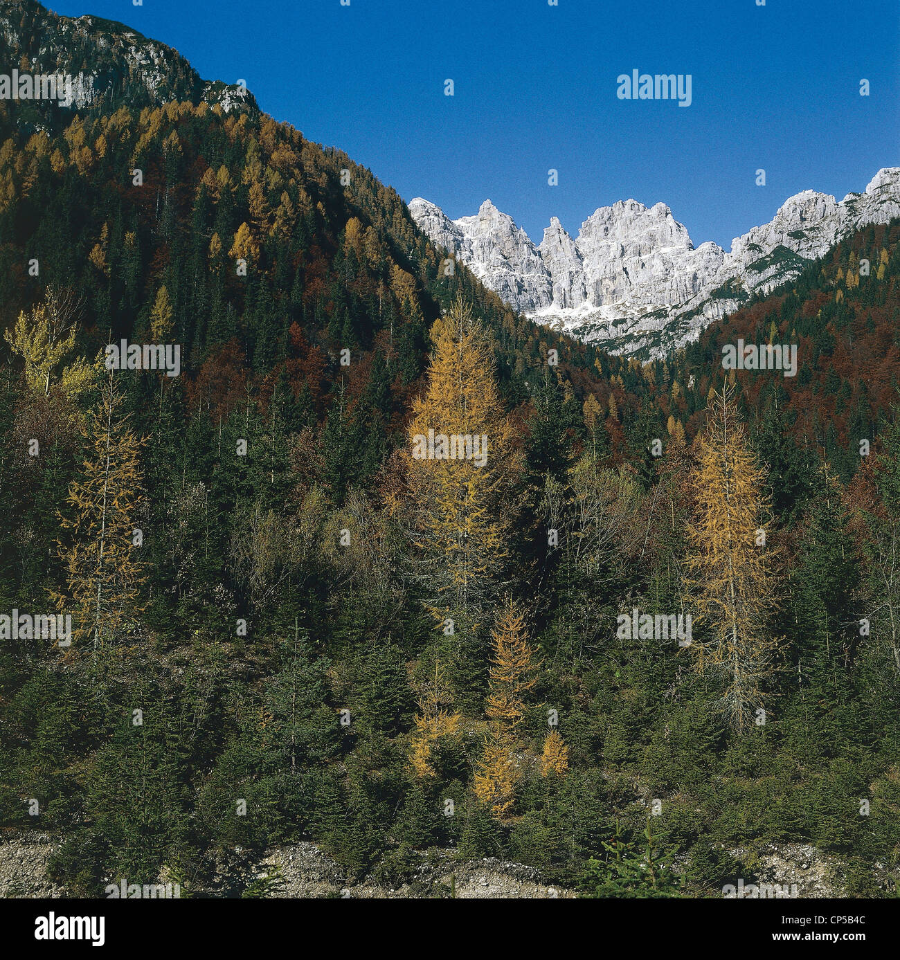 Friuli-Venezia Giulia - Forest of Tarvisio (UD Stock Photo - Alamy