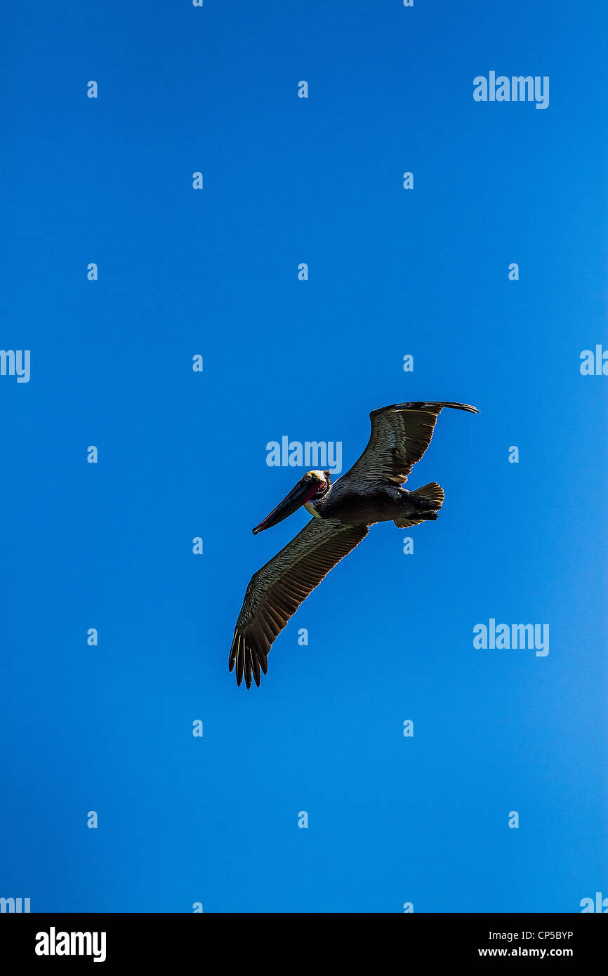 Flying Brown Pelican Stock Photo