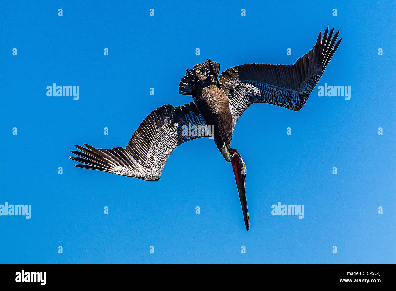 Diving Brown Pelican Stock Photo Alamy