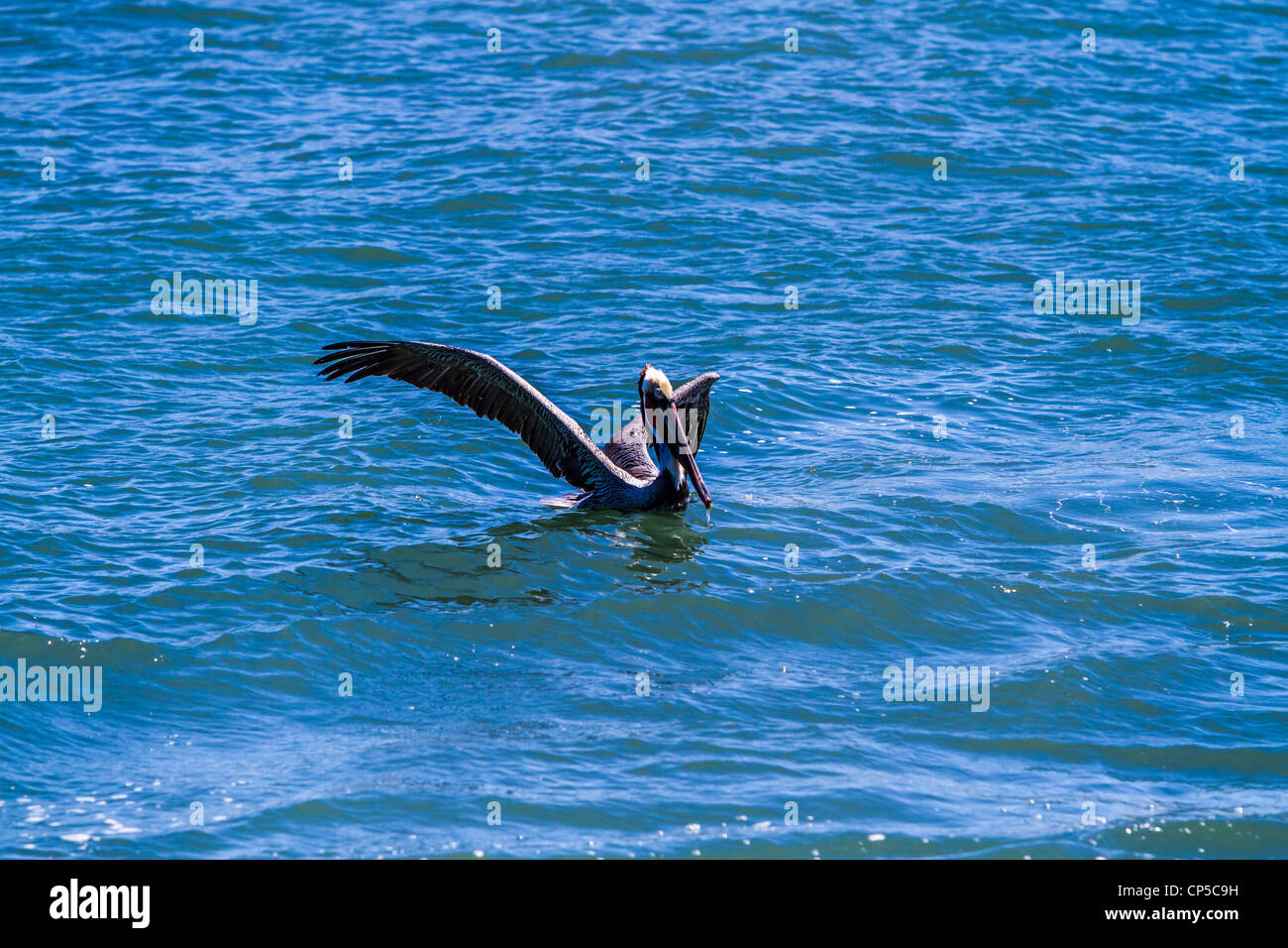 Flying Brown Pelican Stock Photo - Alamy