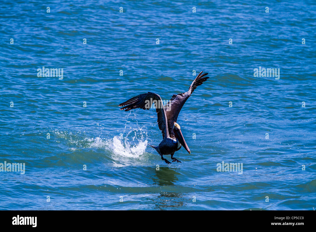 Flying Brown Pelican Stock Photo - Alamy
