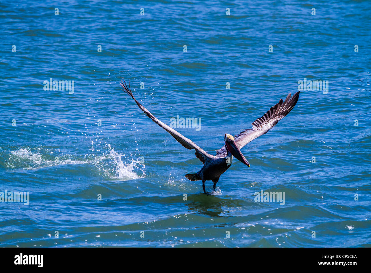 Flying Brown Pelican Stock Photo - Alamy