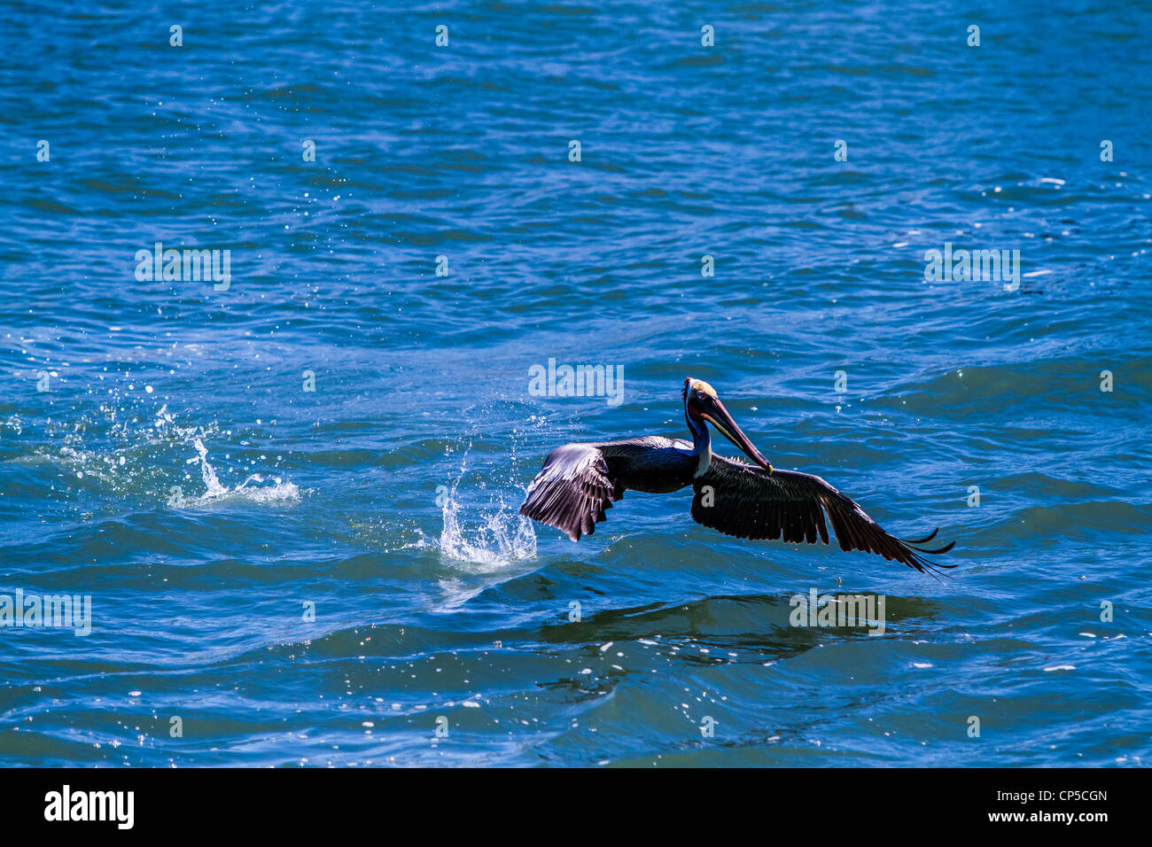 Flying Brown Pelican Stock Photo - Alamy
