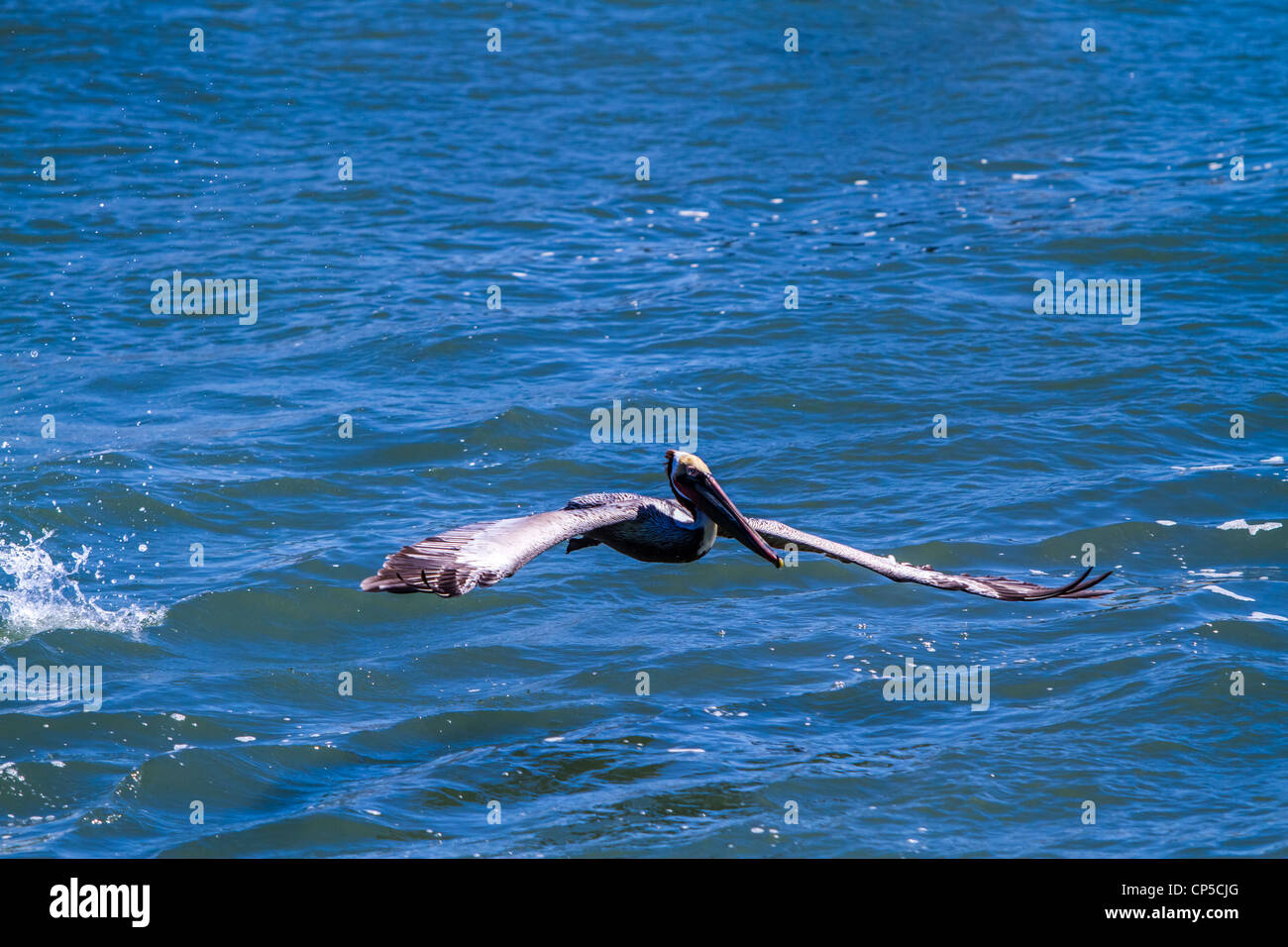 Flying Brown Pelican Stock Photo - Alamy