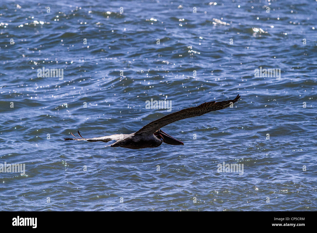 Flying Brown Pelican Stock Photo - Alamy