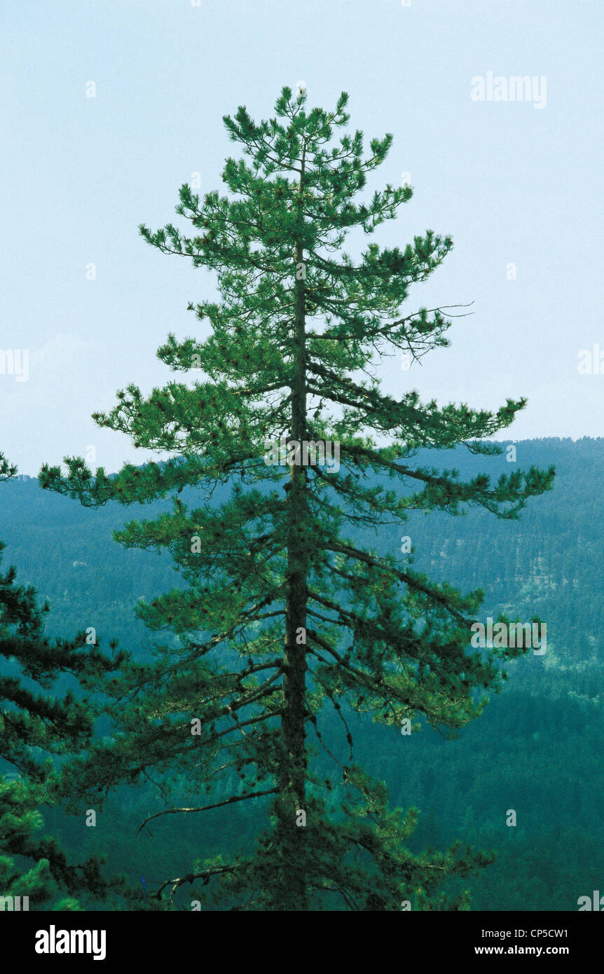 Calabria Tree Botany - Trees - Pinaceae - Pine (Pinus). Calabria, the Sila National ...