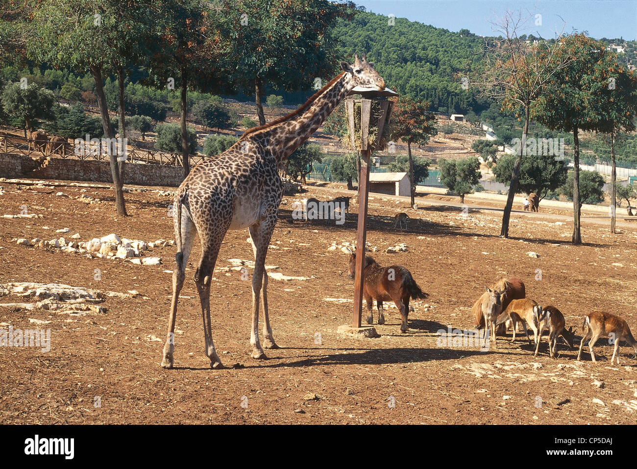 Puglia - Fasano (Br). Zoo Safari Stock Photo - Alamy