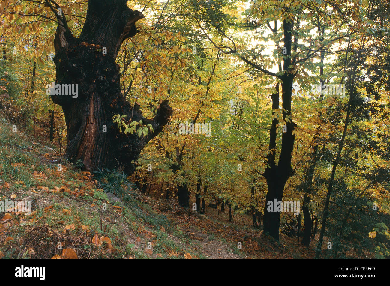 Calabria - sweet chestnut plantation near San Sosti (Cs). Stock Photo