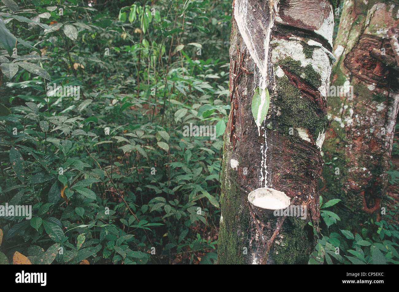 Democratic Republic of the Congo Kisangani. Tree planting rubber