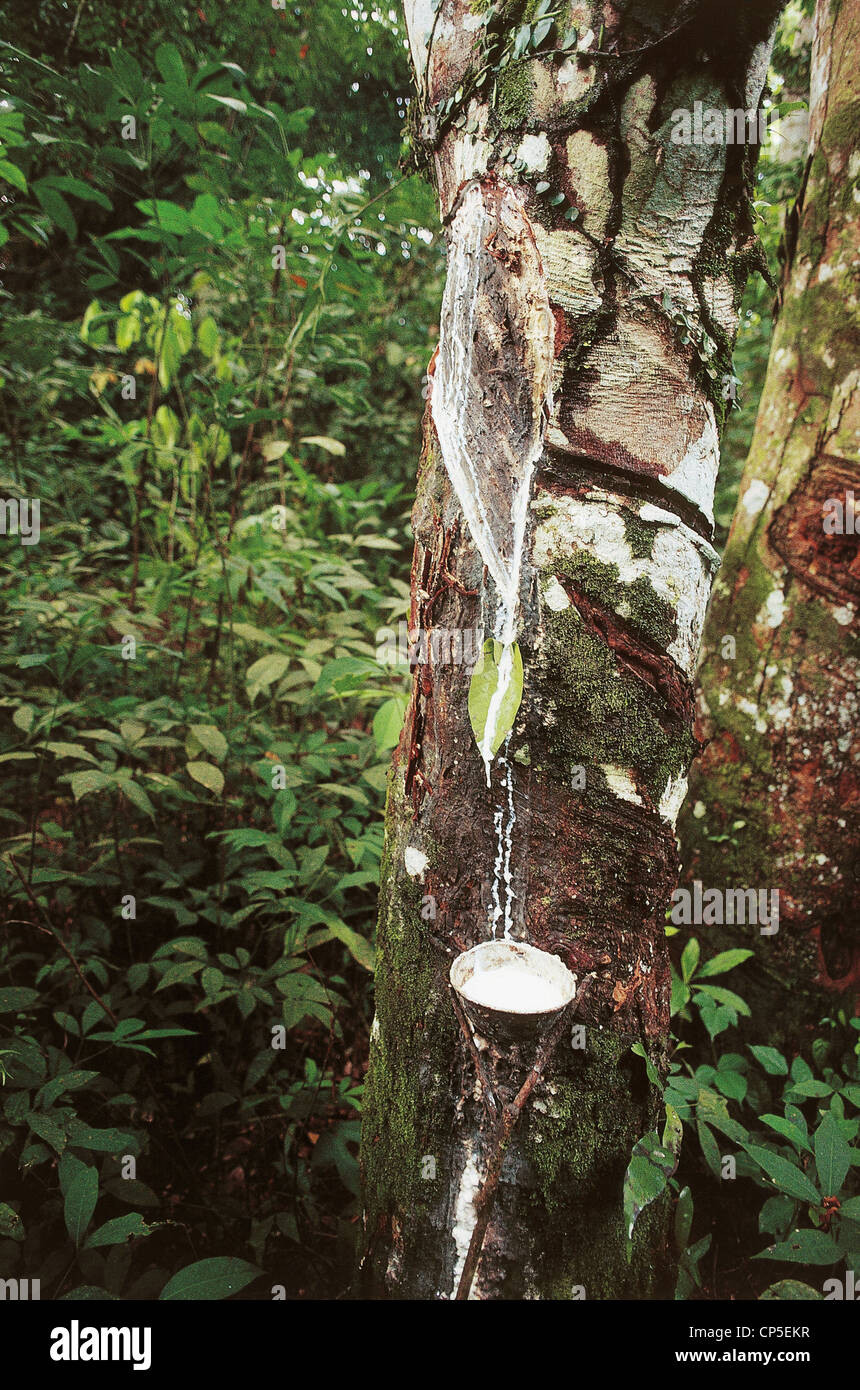 Congo rubber hires stock photography and images Alamy