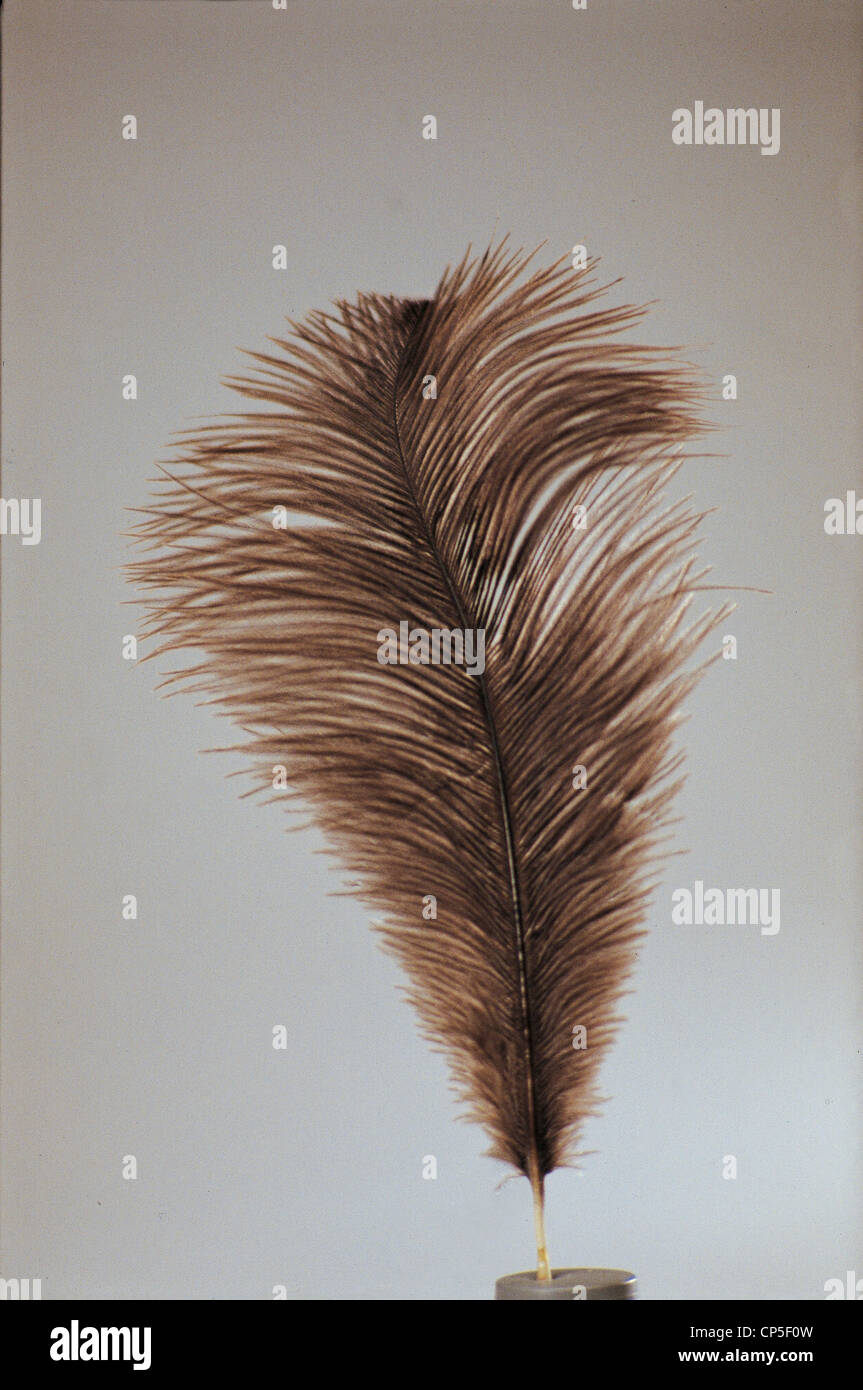 South Africa Ostrich Feathers Stock Photo Alamy