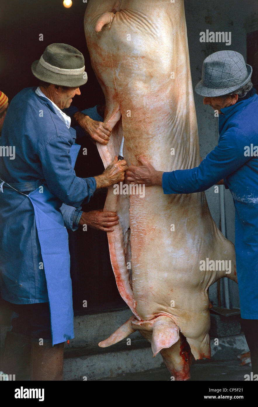 Molise - Slaughter of the pig. Stock Photo