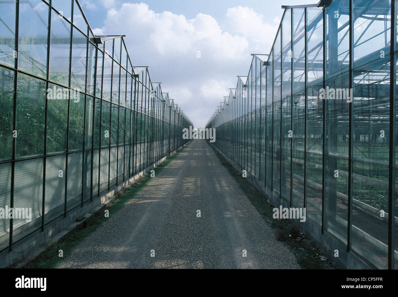 Netherlands Zeeland Zuid. Greenhouses Stock Photo Alamy