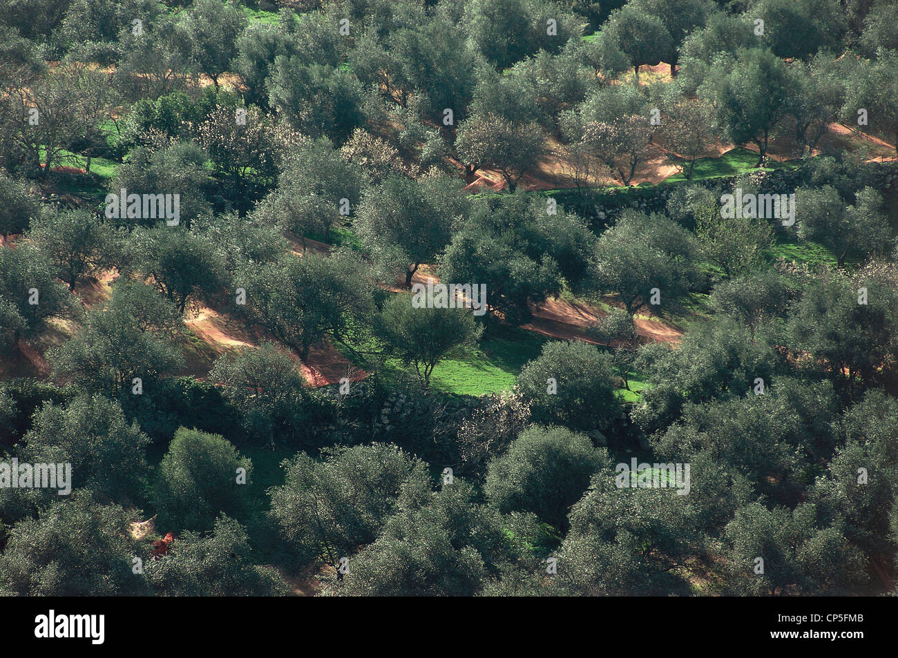 Sardinia - Olive at Tresnuraghes (Or) Stock Photo