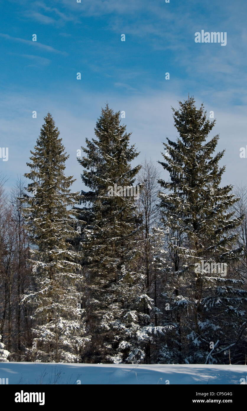 three pine trees are on a background sky Stock Photo