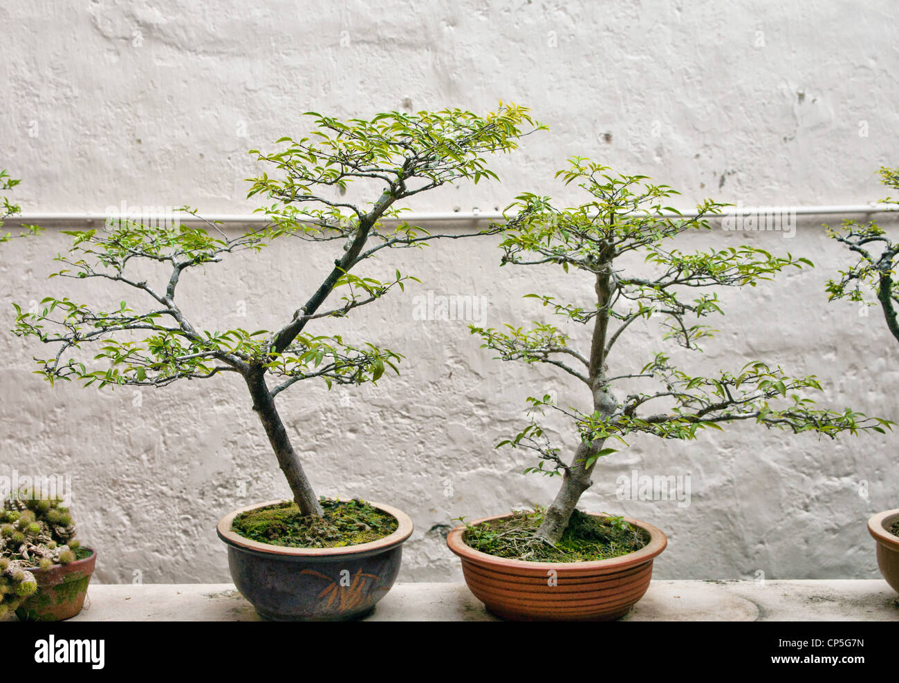 small bonsai trees in front of a wall Stock Photo Alamy