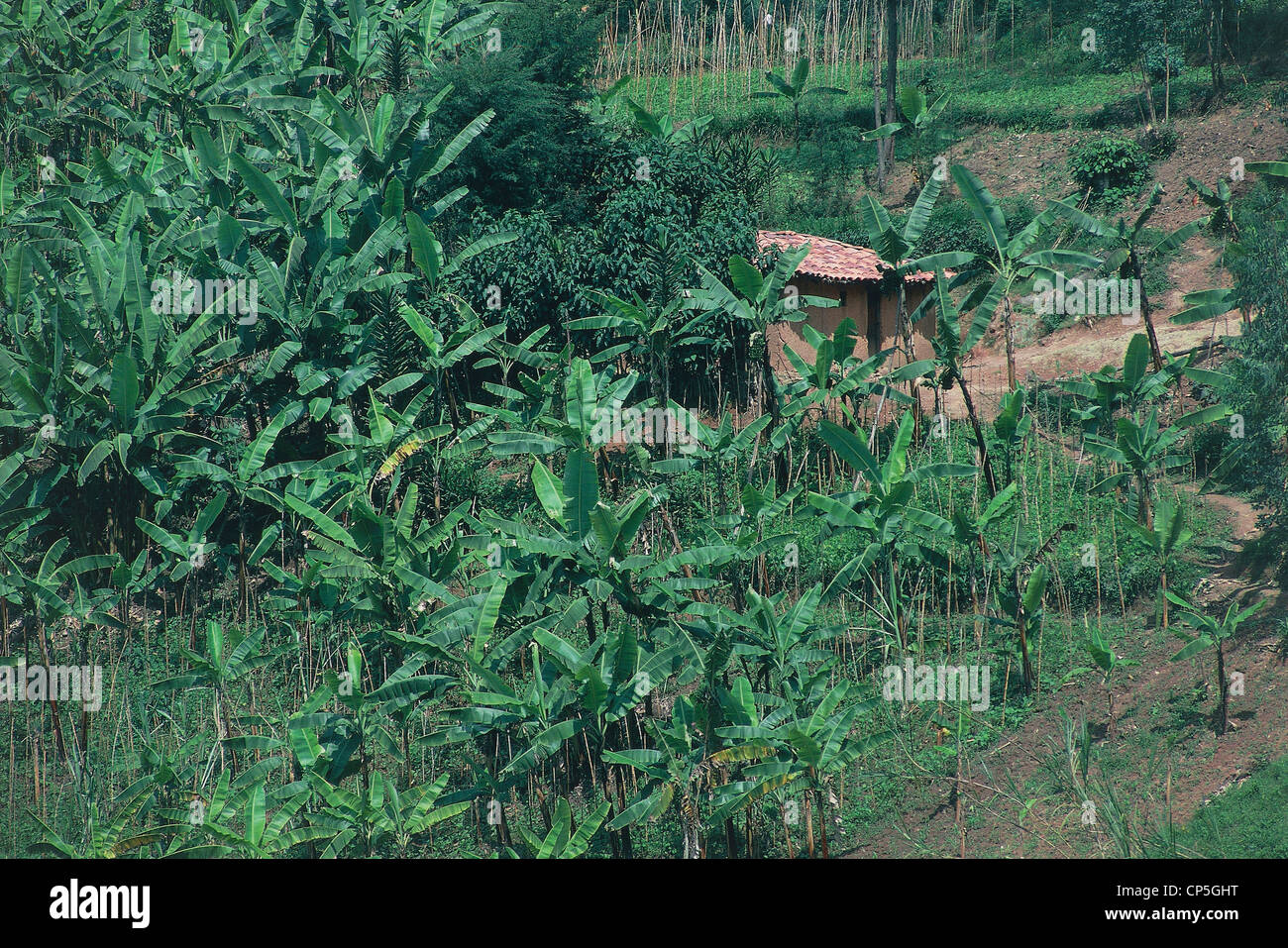 Rwanda - Landscape around Lake Kivu Stock Photo - Alamy